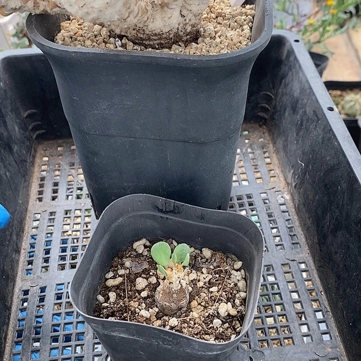 我****妞511刨花➕恩带盆一一一一