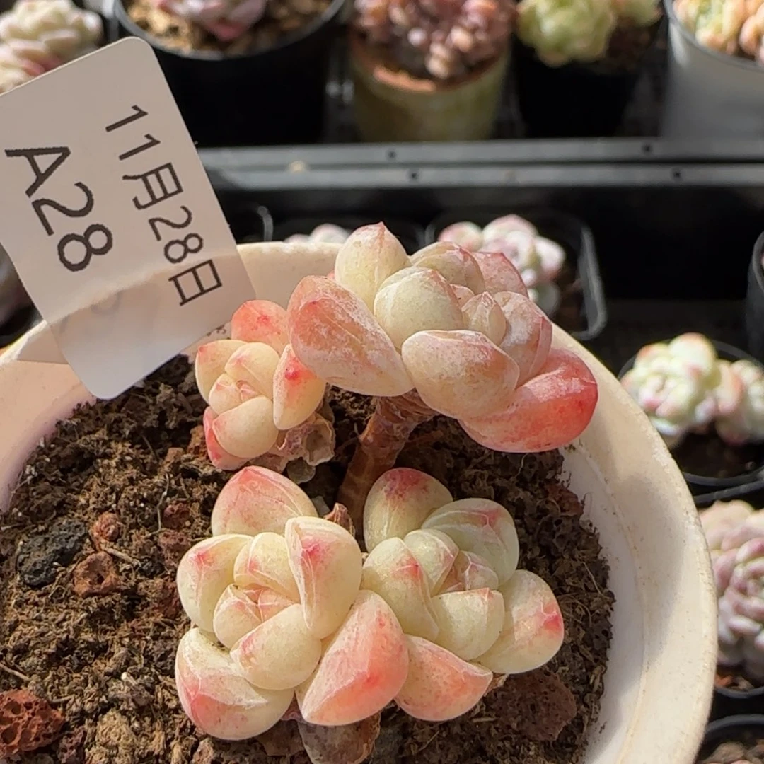 四头小脸冰玉一颗