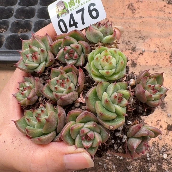 当前无花朵，栽培后可花朵柠**萌多肉植物多肉植物