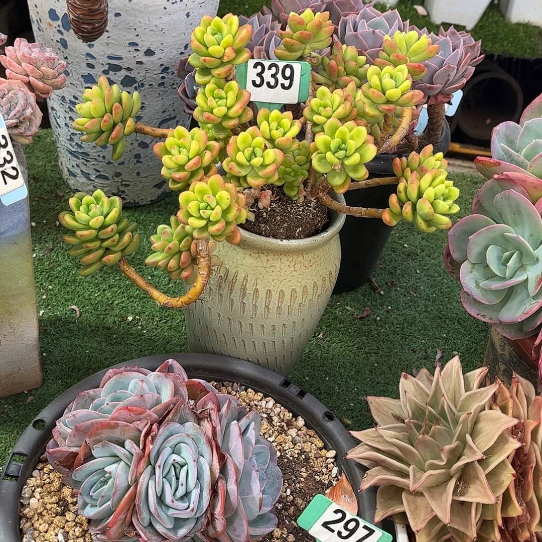 斯***)香格里拉多肉植物保护339