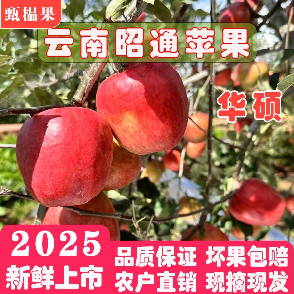2025当季新鲜云南昭通丑苹果昭通华硕苹果农户直销现摘现发