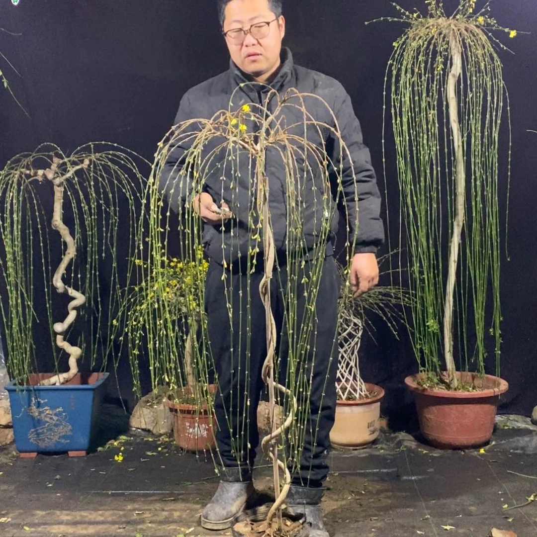 迎春花，一物一拍