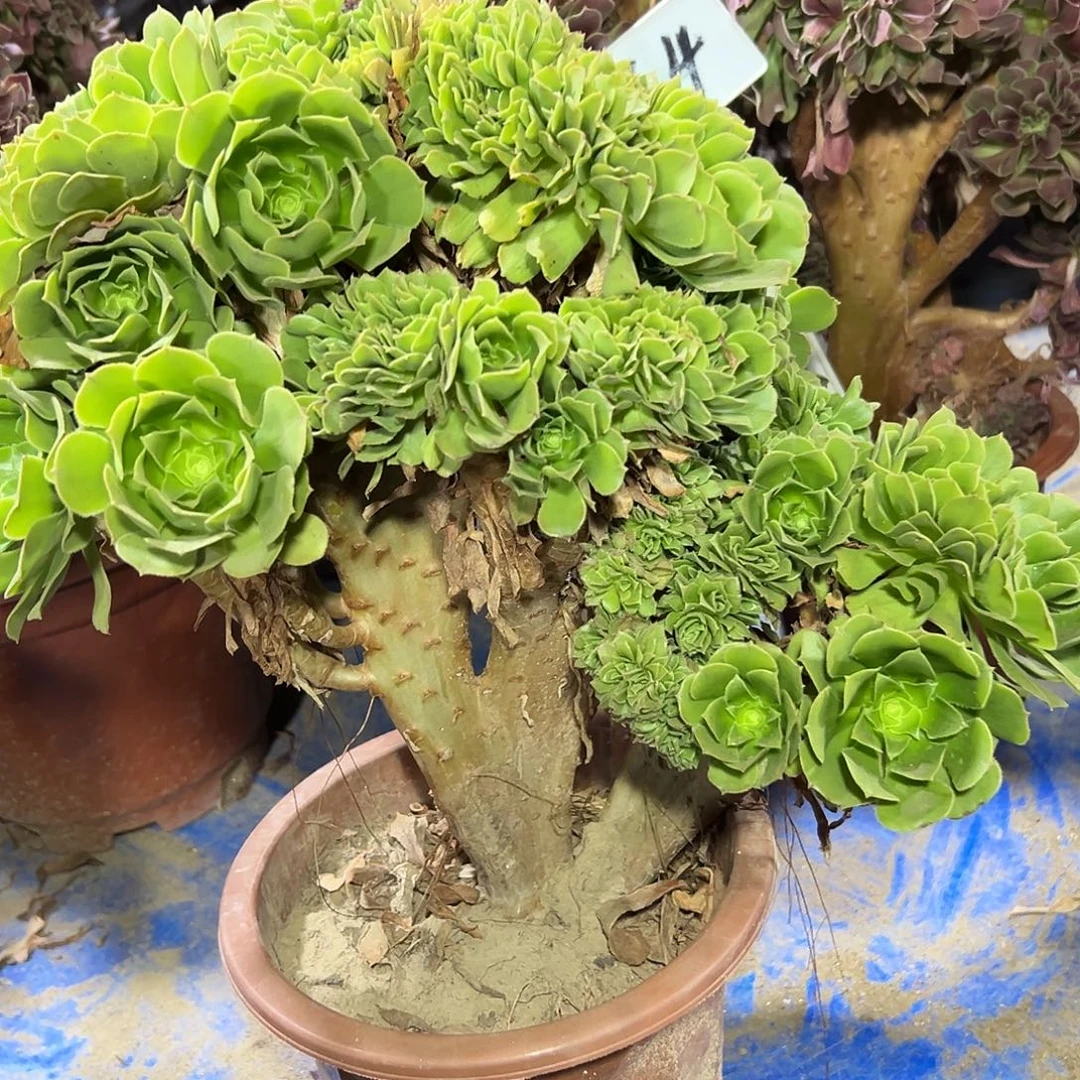 多肉163植物绿羊绒缀花