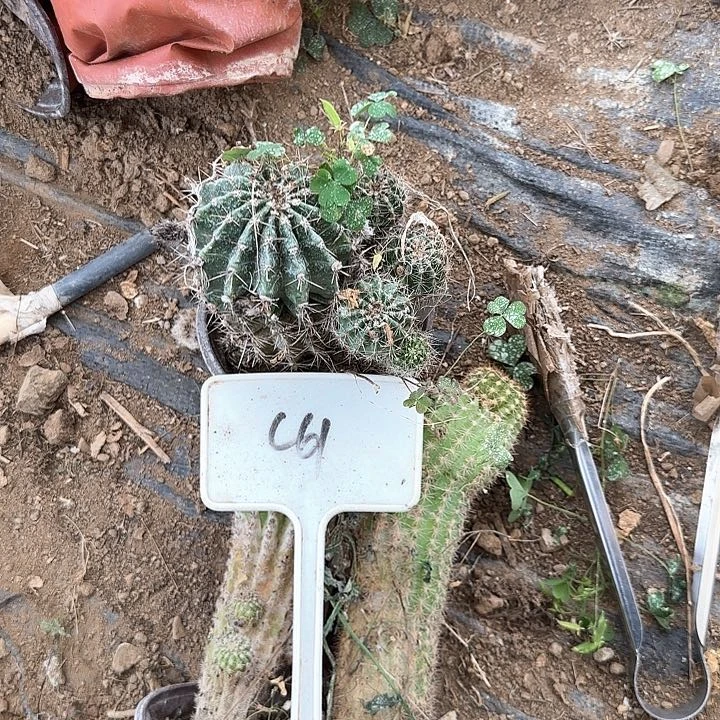 董***C61毛花柱瑕疵球20的