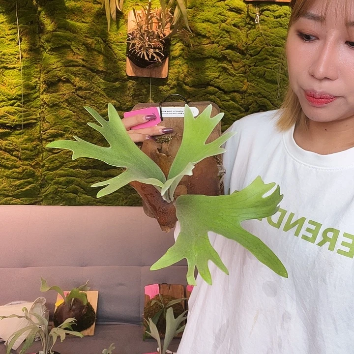 不开花植物nook 黄月 白乌鸦