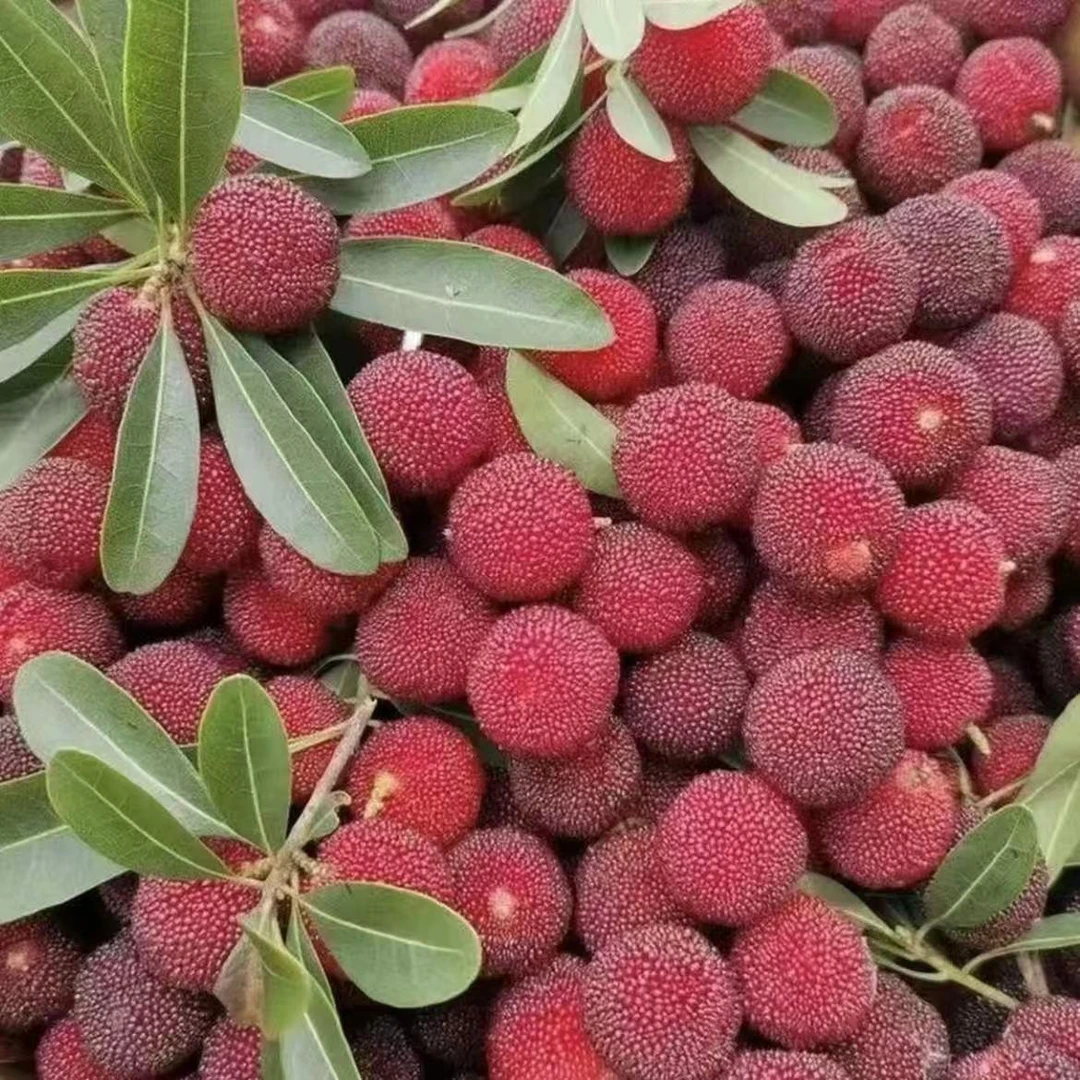 【次日达】杨梅东魁杨梅400-1600g 酸甜多汁新鲜杨梅云南省