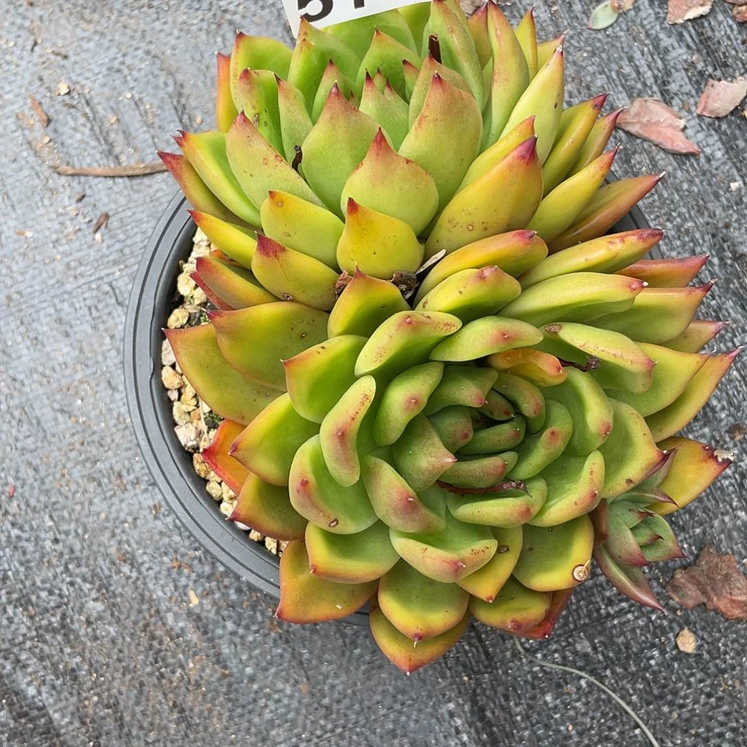 若如东云组拍570