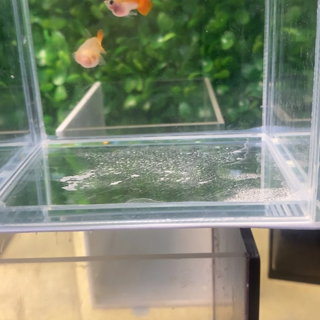 孔雀鱼皇家落日一对