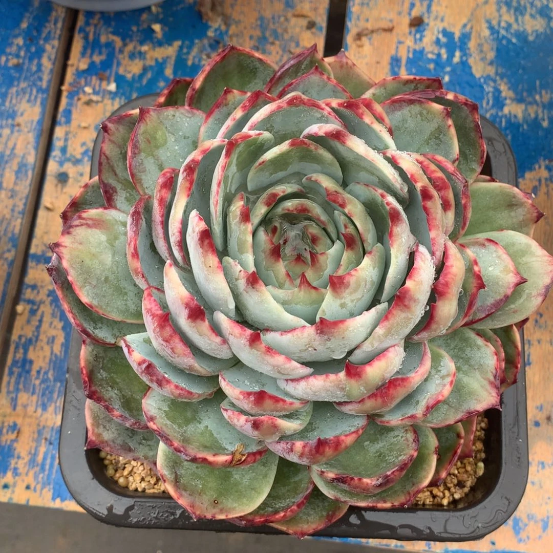 小**姐这些问题就是在我们心里有了一种