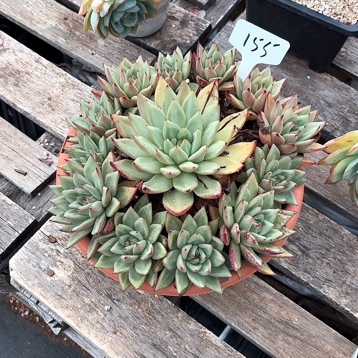 多肉植物，清纯乌木155号