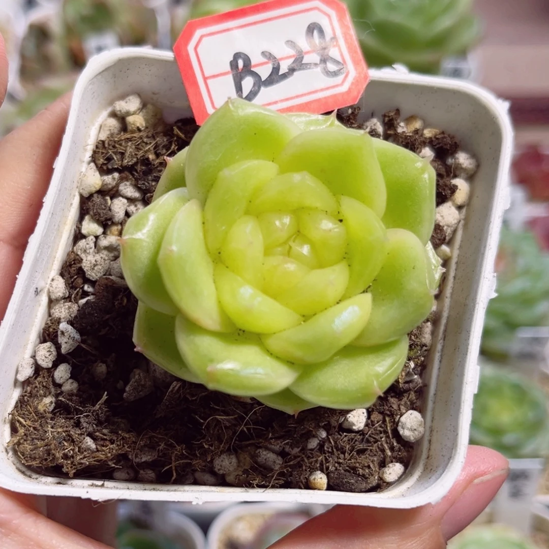 二***三B228 一物一拍，柠檬芭菲