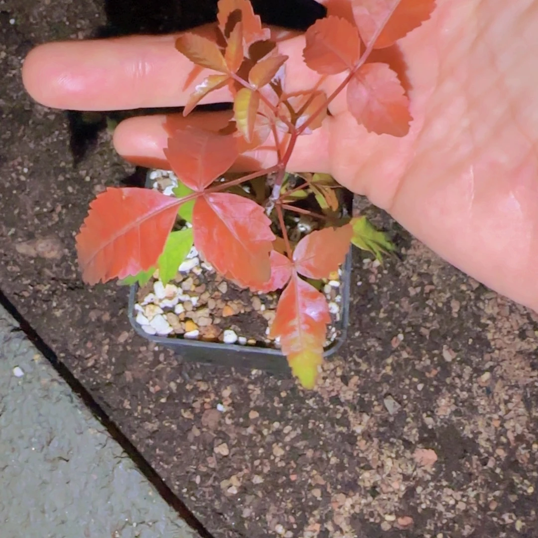 k***s块根植物块根植物