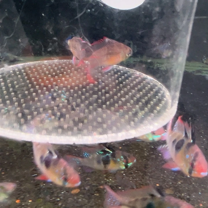 慈鲷鱼清缸4-5玻利维亚凤凰5只