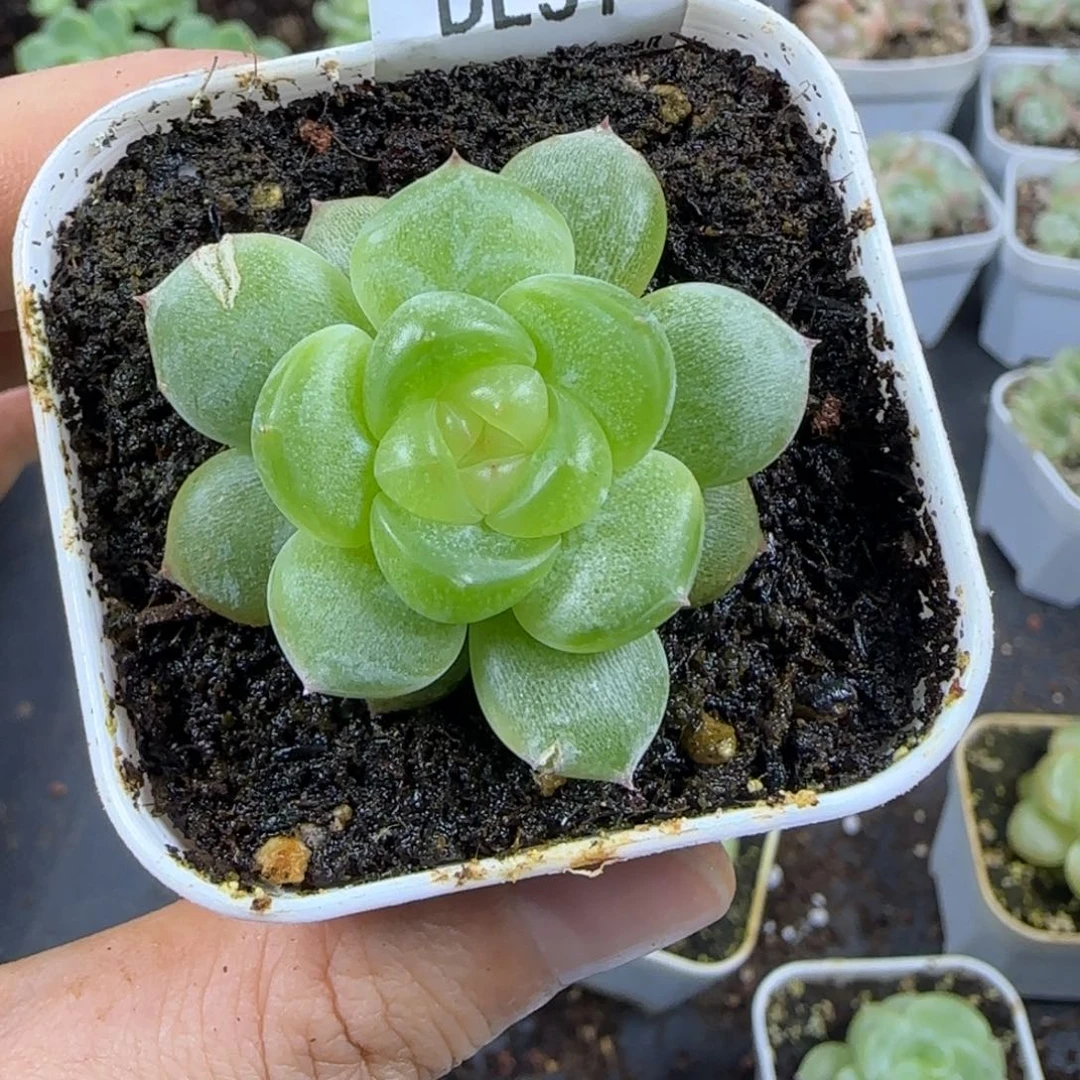 东篱下多肉植物哈哈哈哈哈哈51