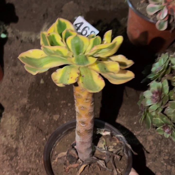 468燕姿超白多肉植物