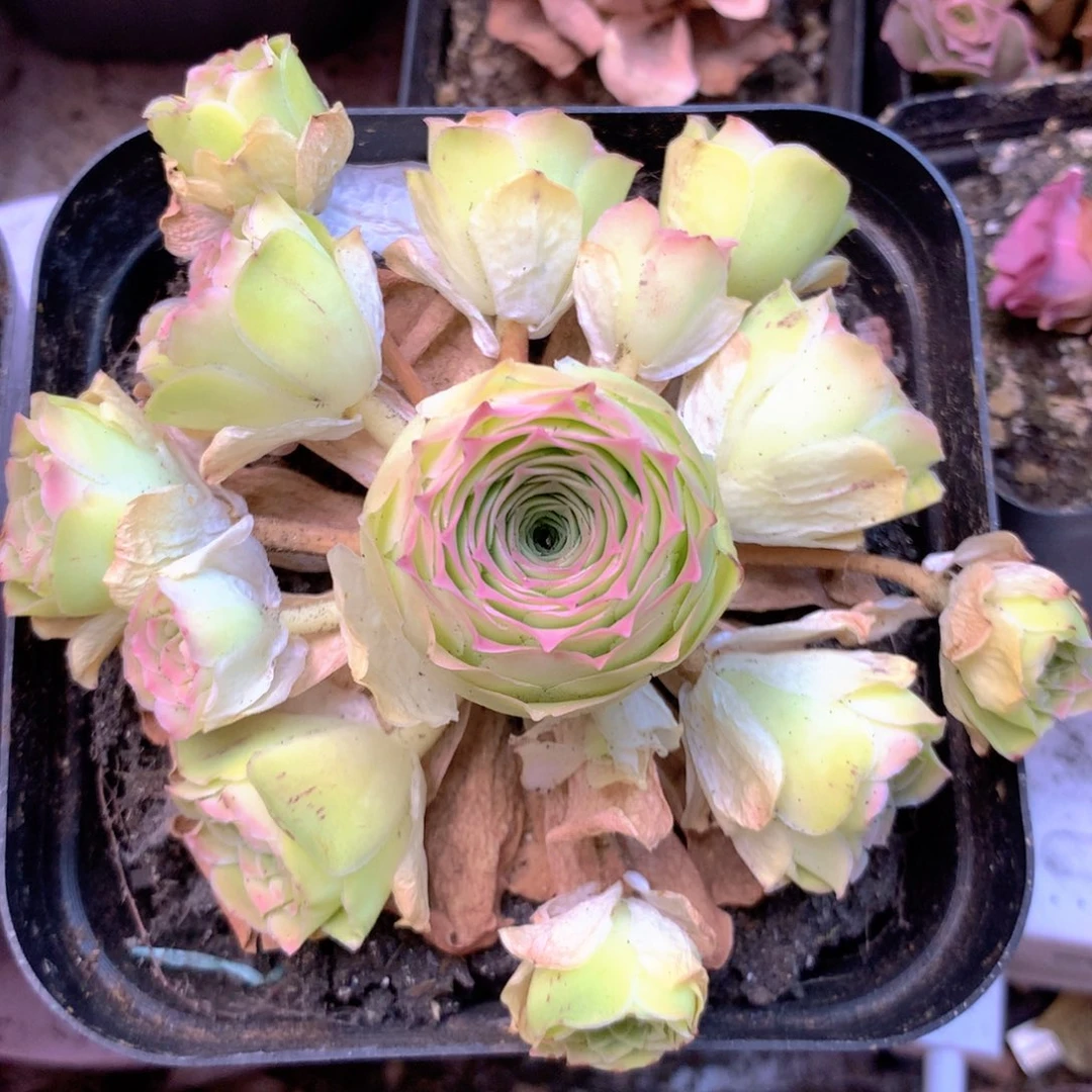荷*豆一物一拍星月玫瑰255