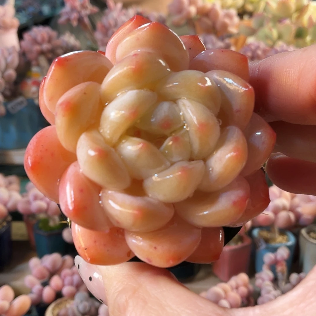 M***夏多肉植物的生长发育和生长发育