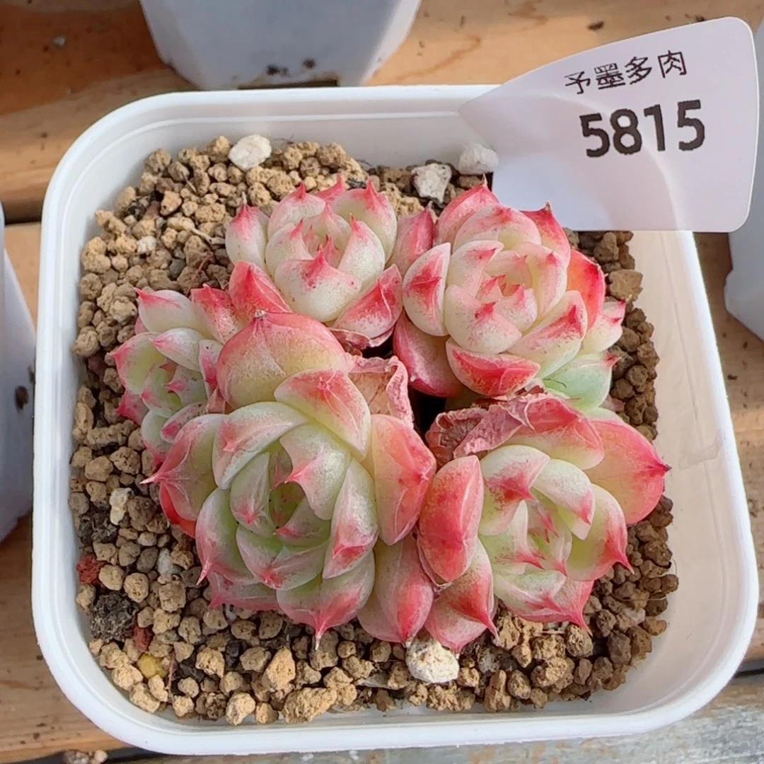 女王群，5815带盆发不包整