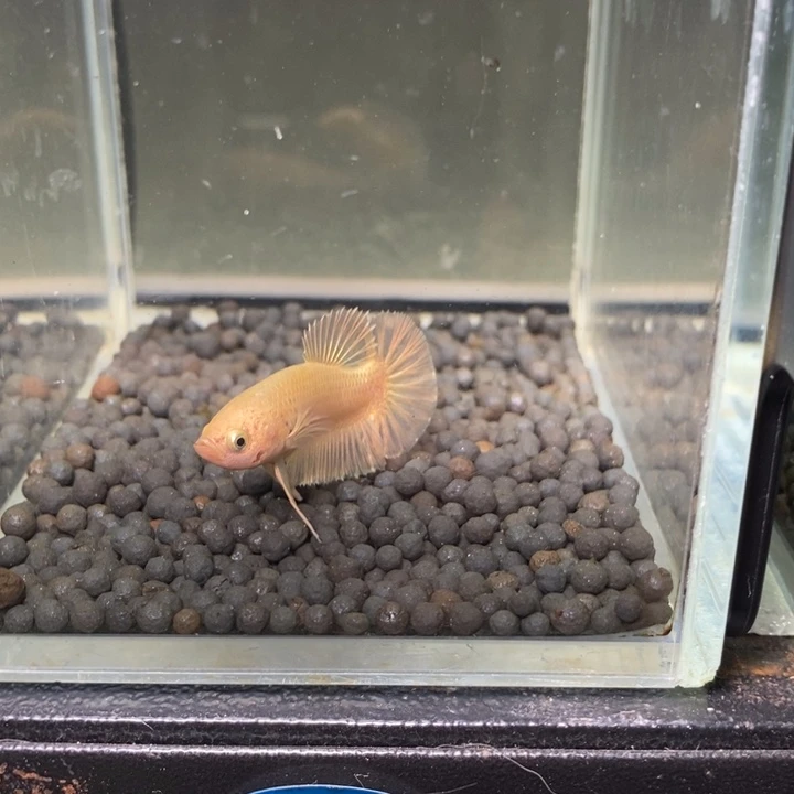 斗鱼泰国斗鱼185号