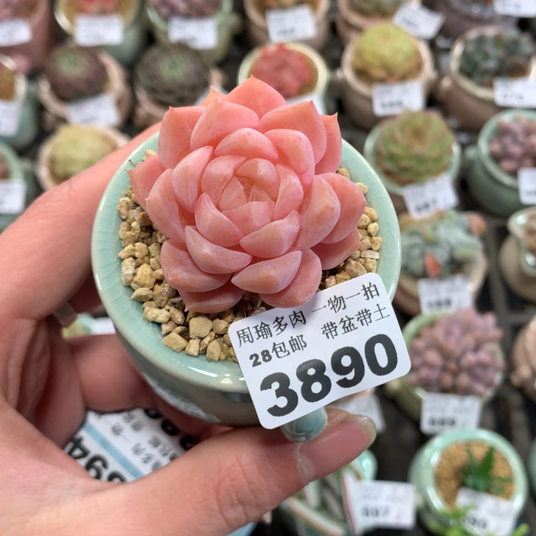 5厘米盆精控多肉3890