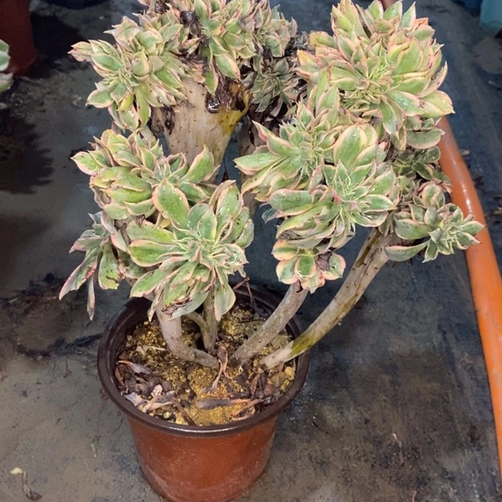 灿烂缀多肉植物3。