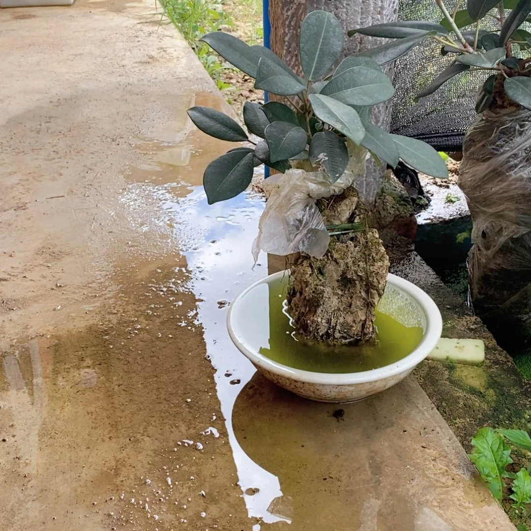 无花朵石头一个石头树