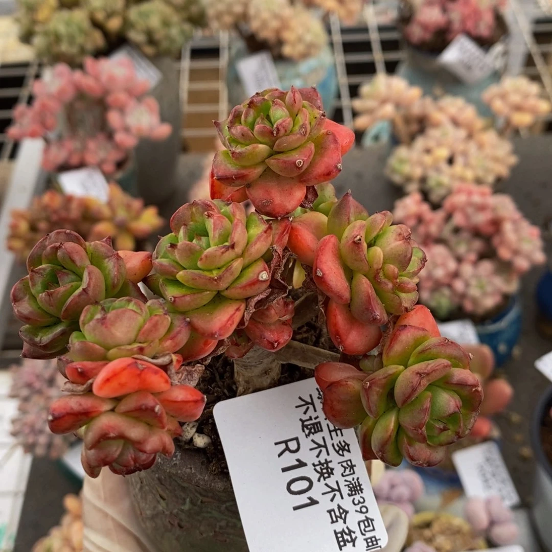 蜡牡丹101/8cm多肉