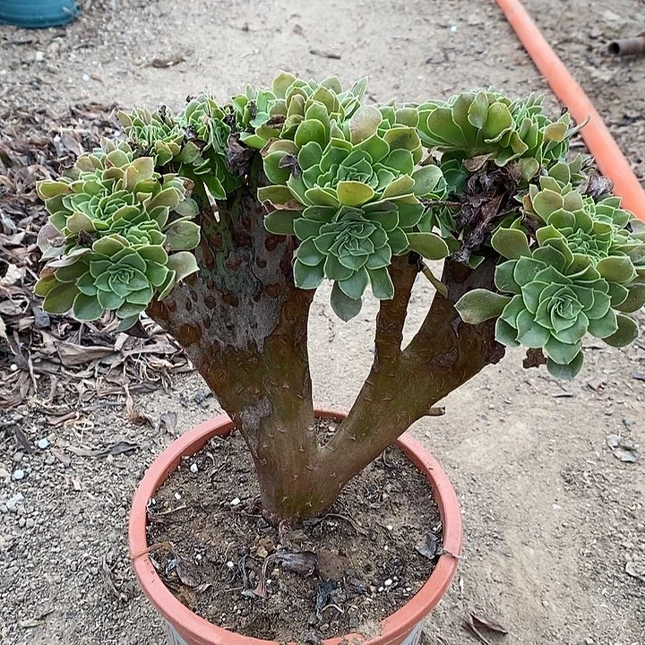 玫瑰缀多肉植物018