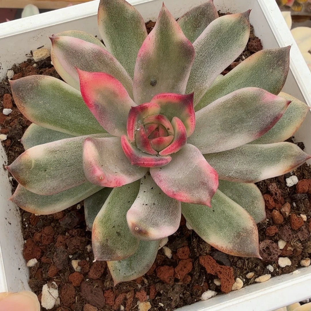 火焰山锦，多肉植物