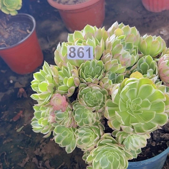 (***）多肉植物一个海鲜