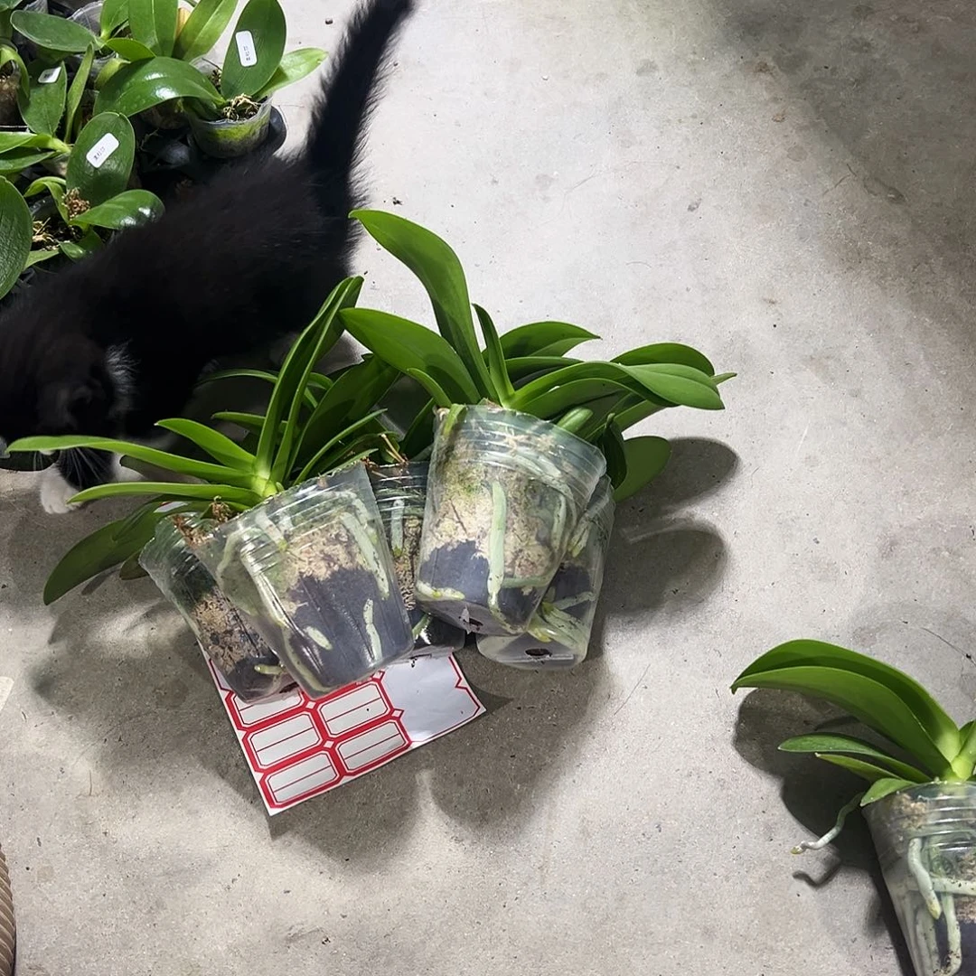 萍***萍当前无花栽培后可以开花带剑紫水晶挑好了