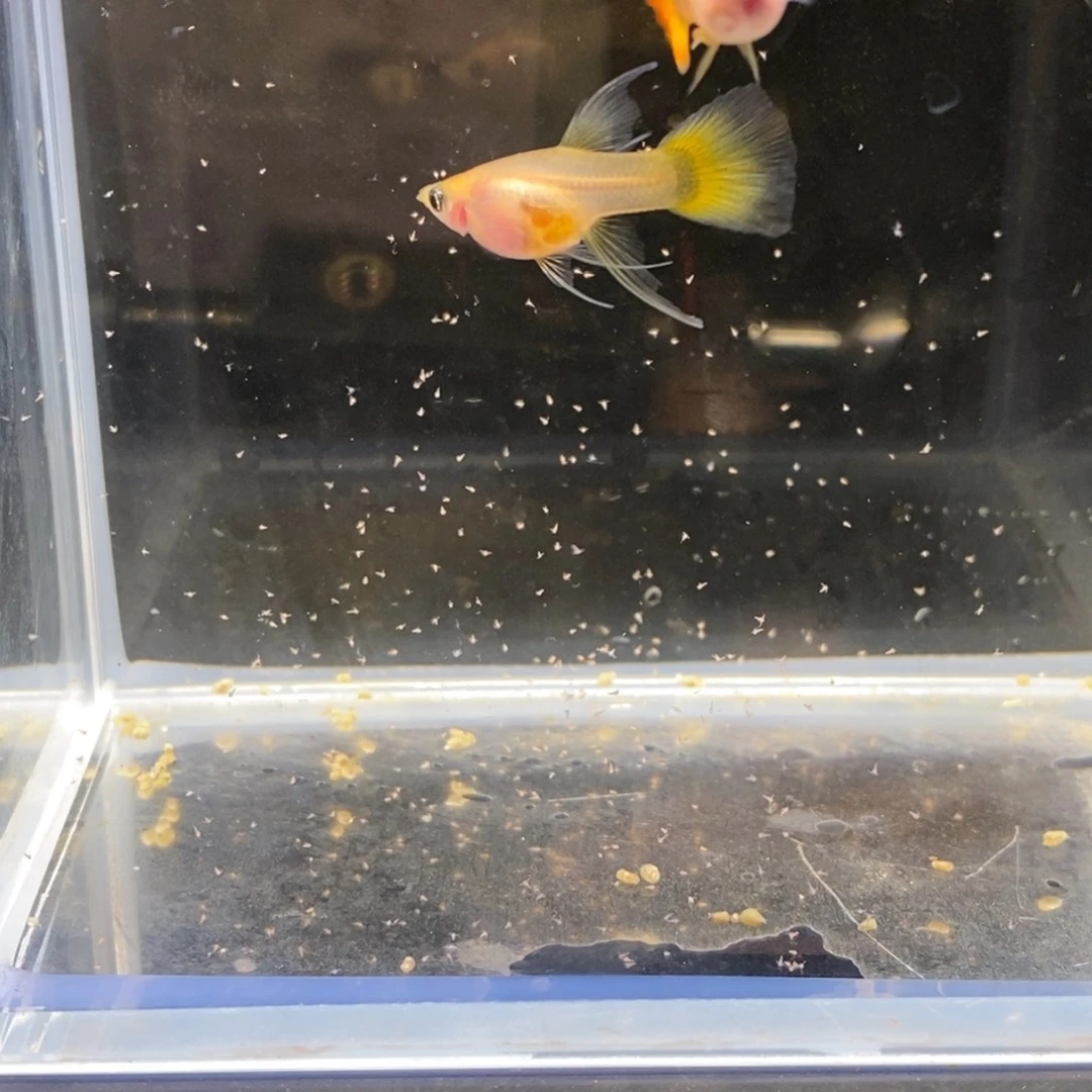 孔雀鱼日落流光一对加一