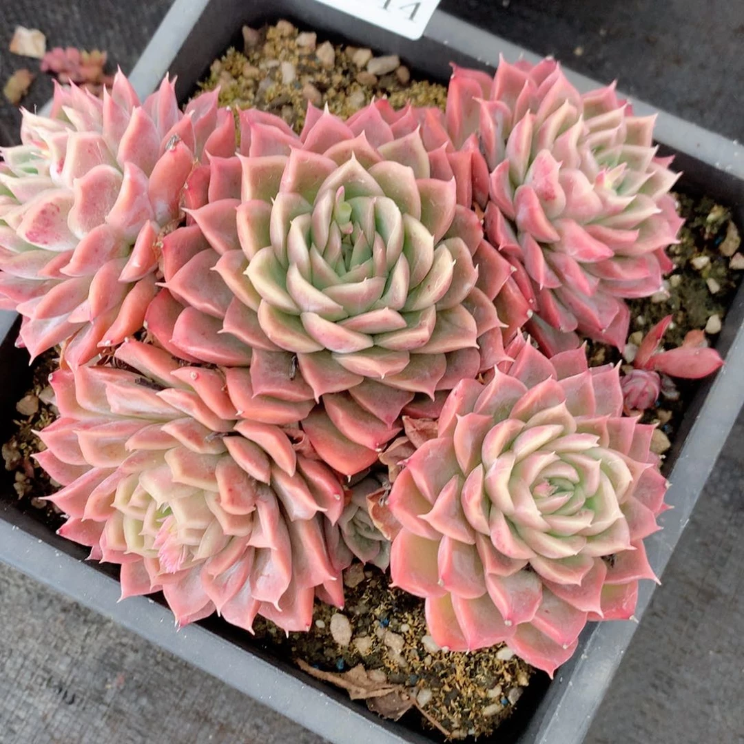 8844杂交多肉植物基地