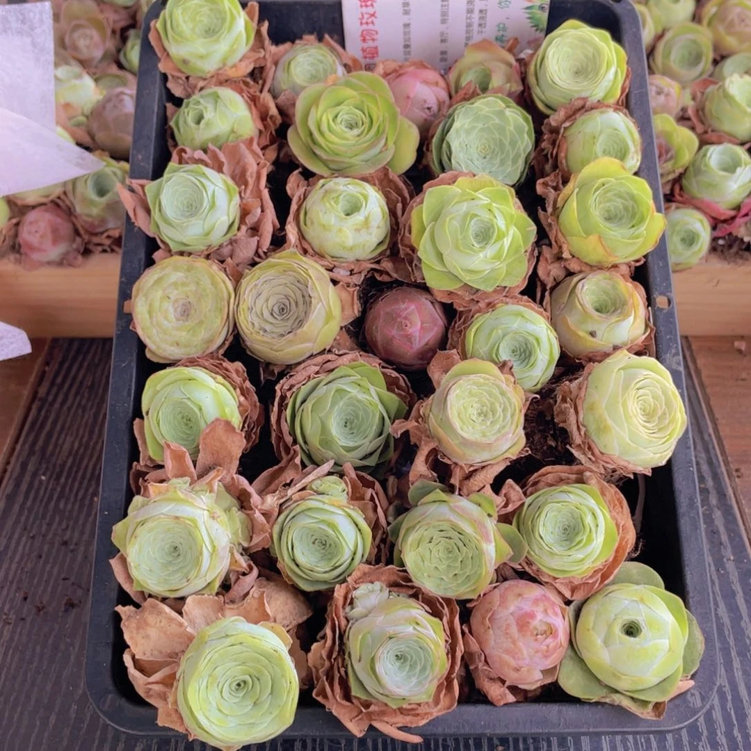 保底三十二颗量拍888888