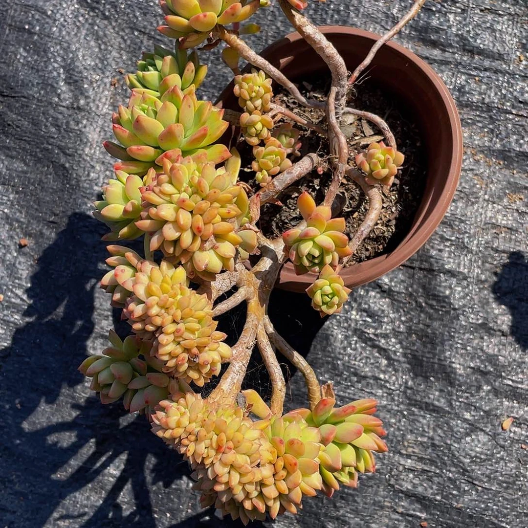 汪*马库斯坠多肉植物