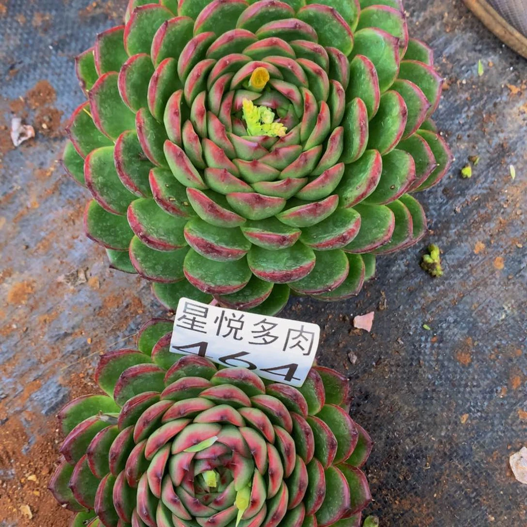 464月亮石精品多肉