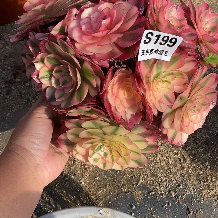 多肉植物倾城199多肉