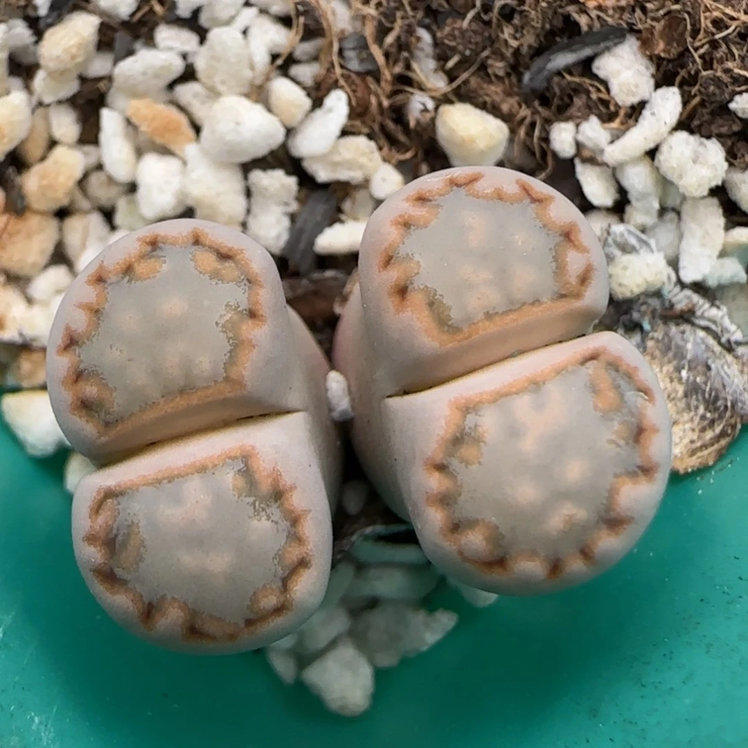 2.11。216饼干。5024