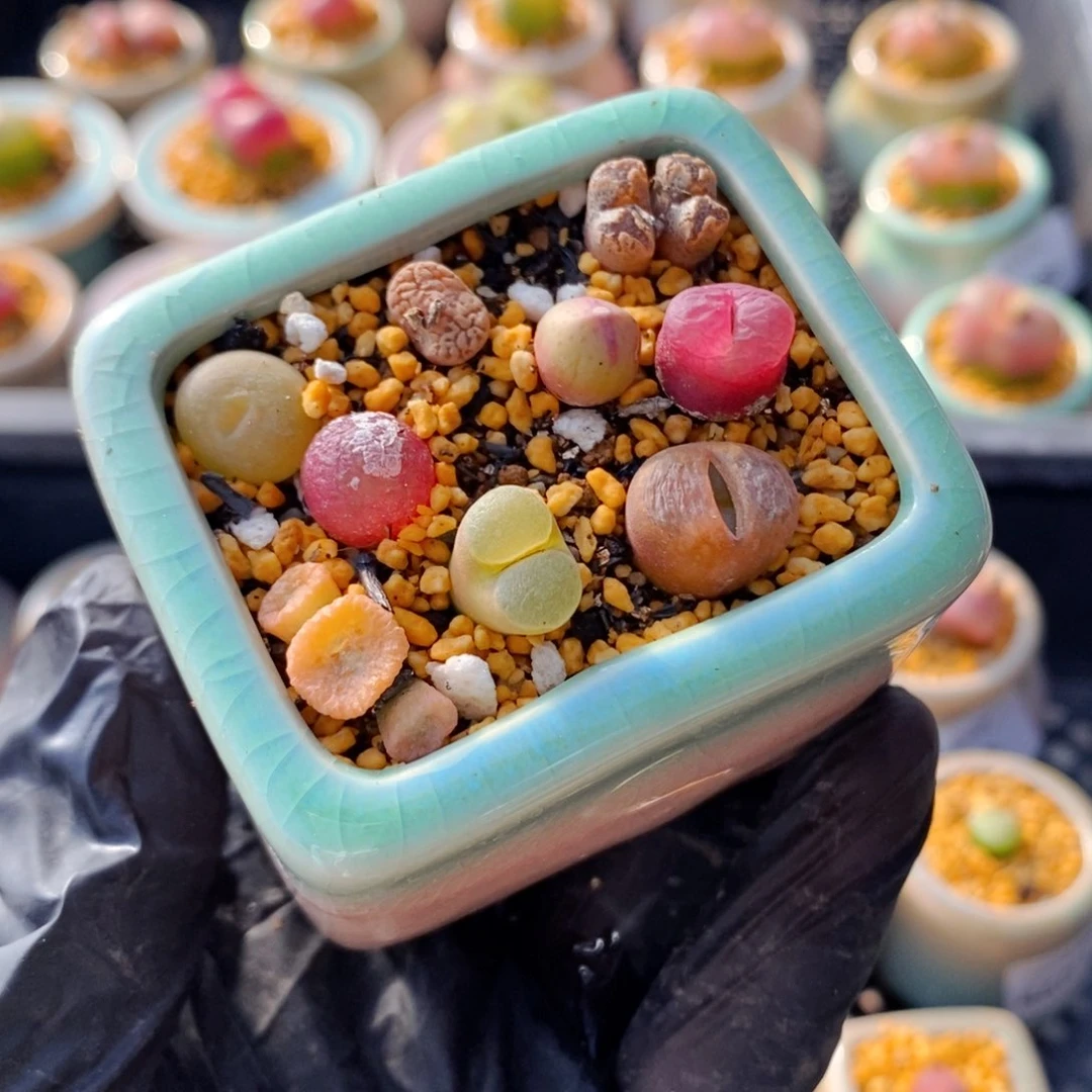 4604--一物一拍 带盆