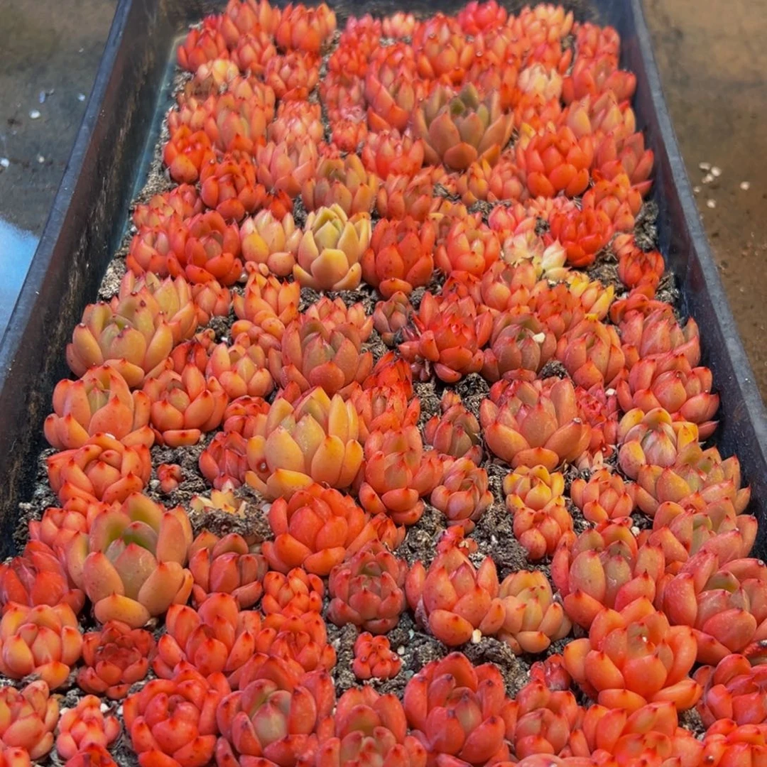 653多肉葡萄领导人物库资料