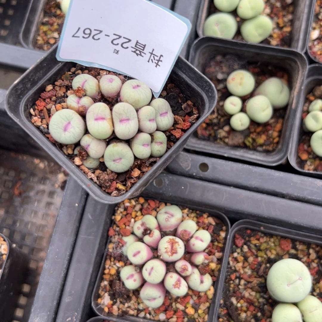 八***曼22-267肉锥多肉植物