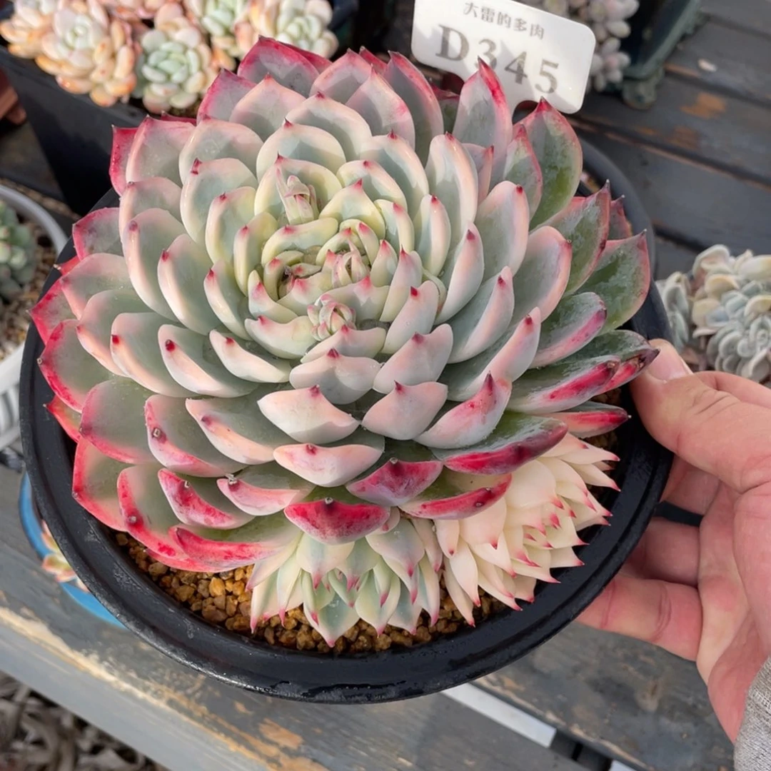 345吉娃娃锦不带盆17厘米