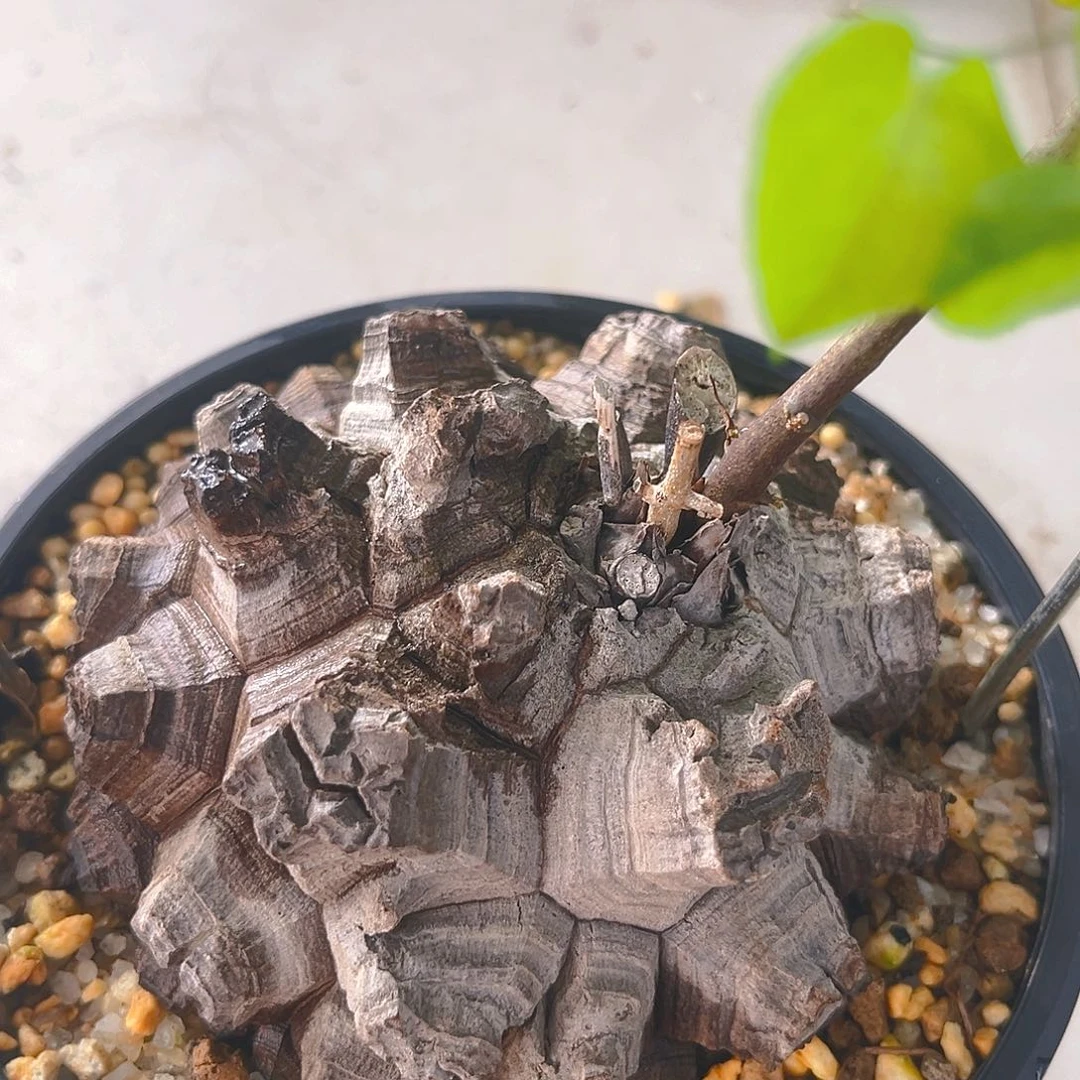 潮流 植物剑甲南非龟