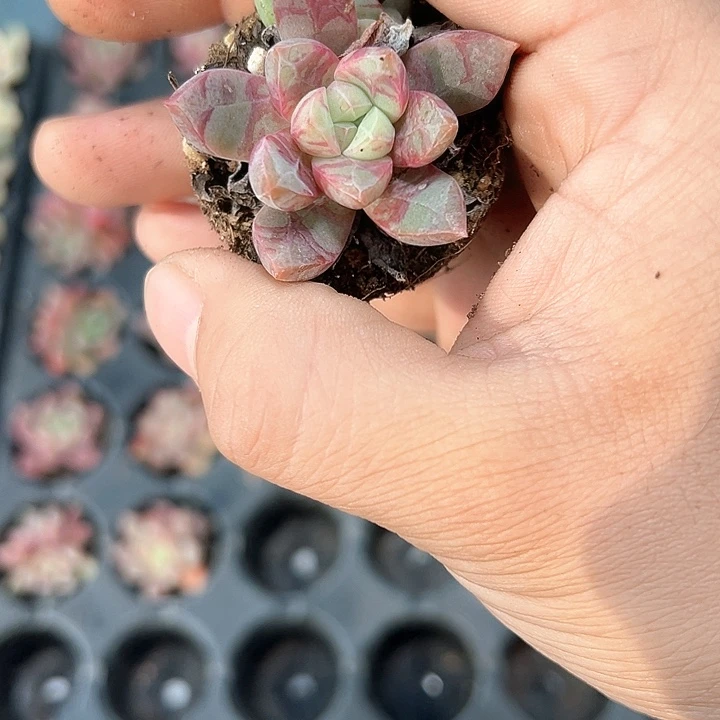 血燕 满10颗包邮