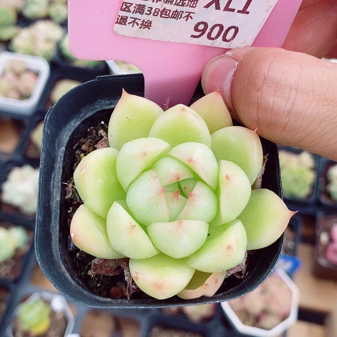 麦秆5-6cm多肉植物