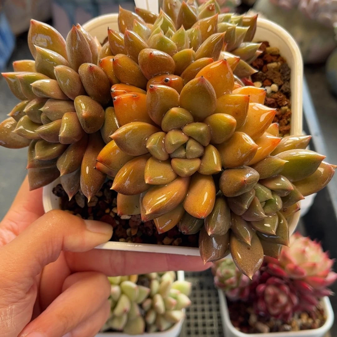 2816 满30包邮，天冷地区必拍保温箱