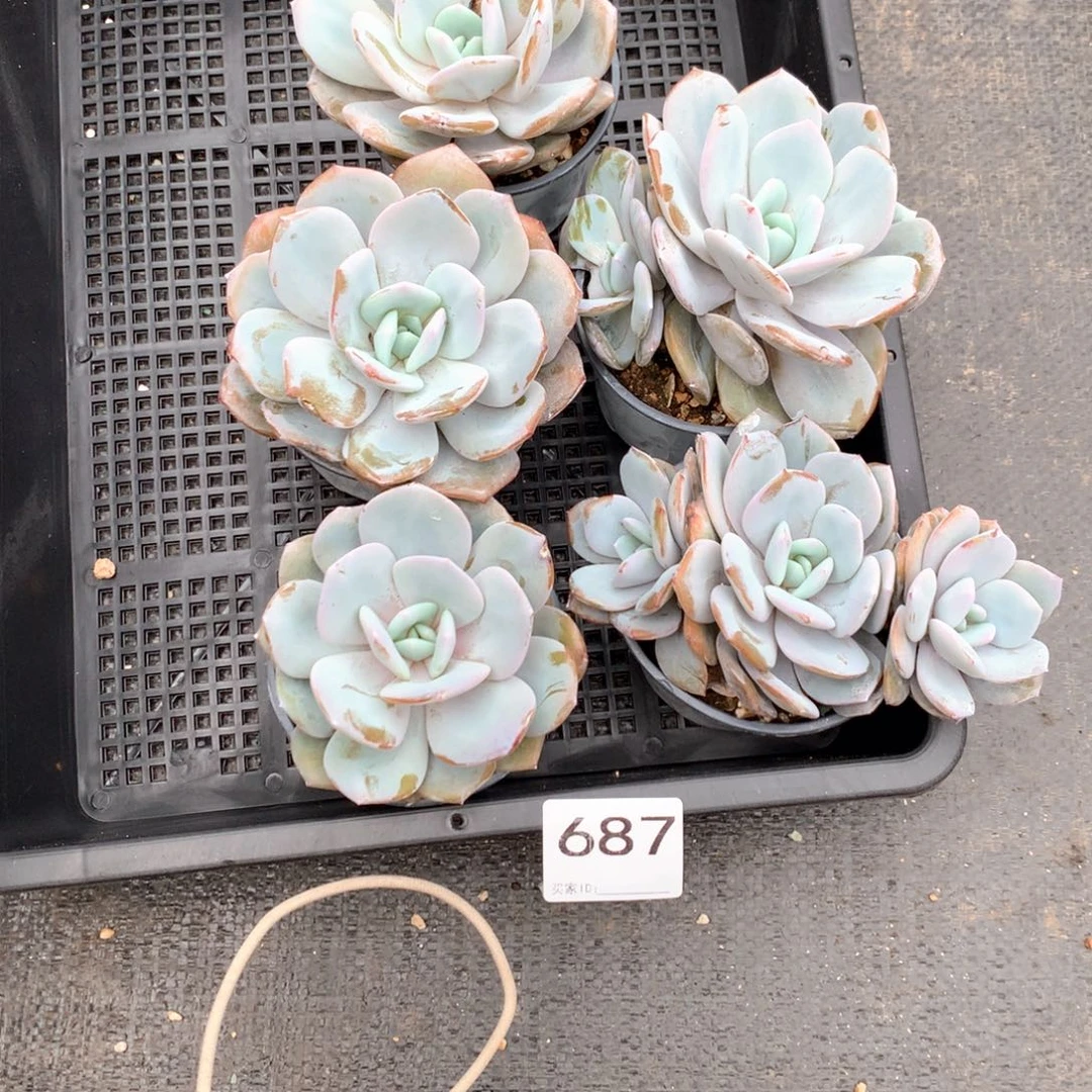 #687 售后范围：签收起7天内