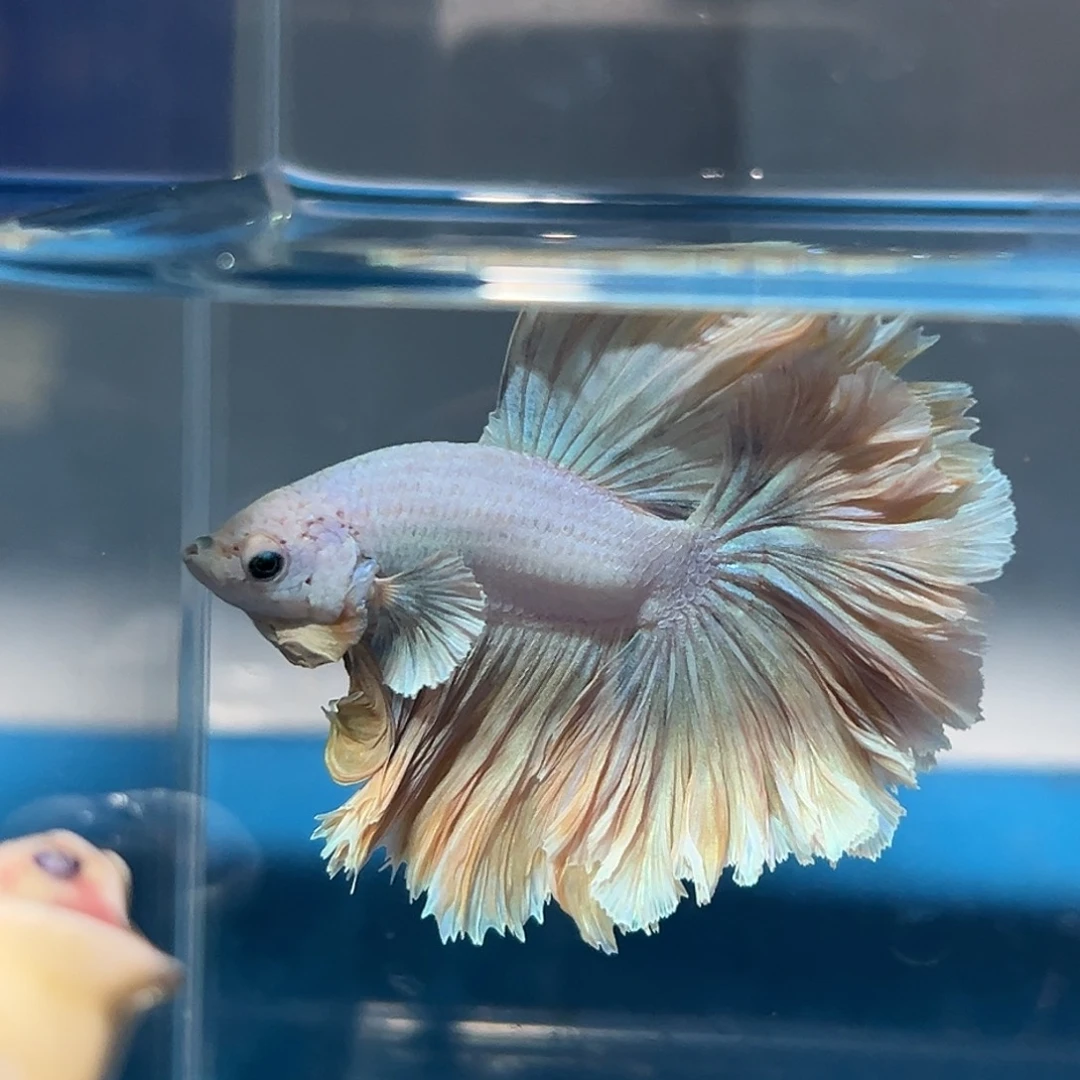 斗鱼44号淡淡香草破价出