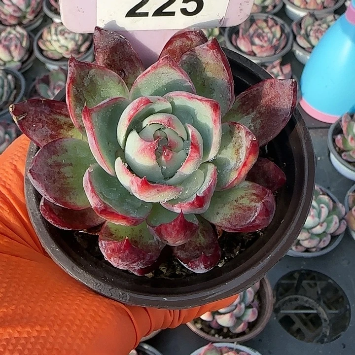 225 惊鸿仙子多肉植物6-9