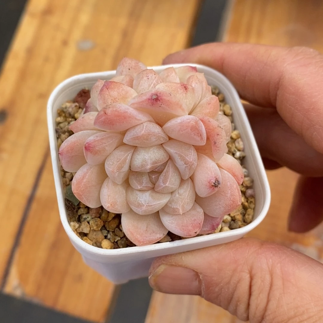 精品多肉一物拍不包整3